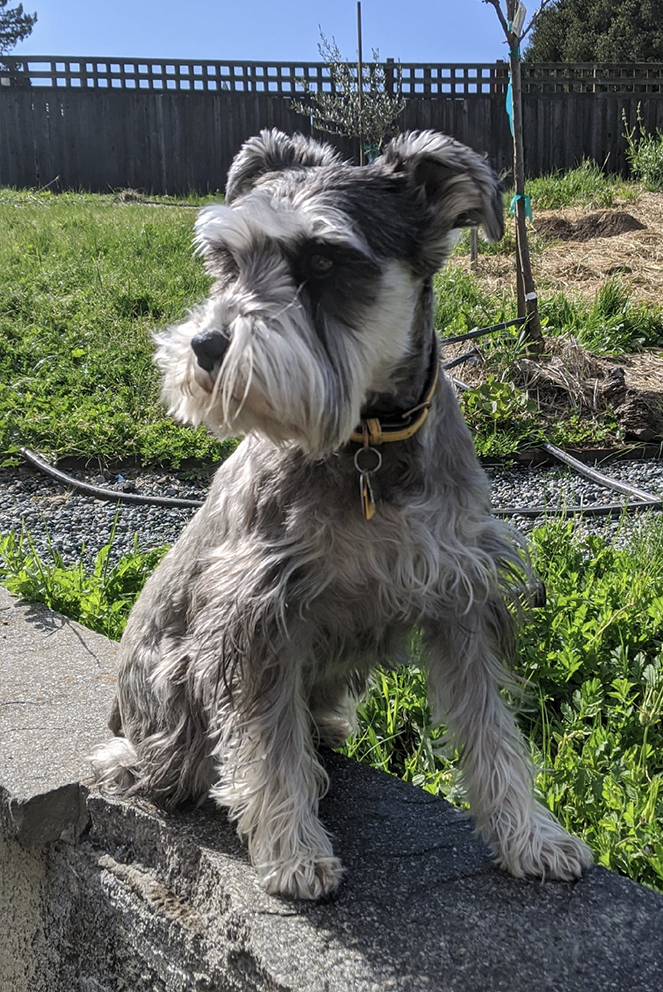 Jake's dog Busy sitting in a sunny garden