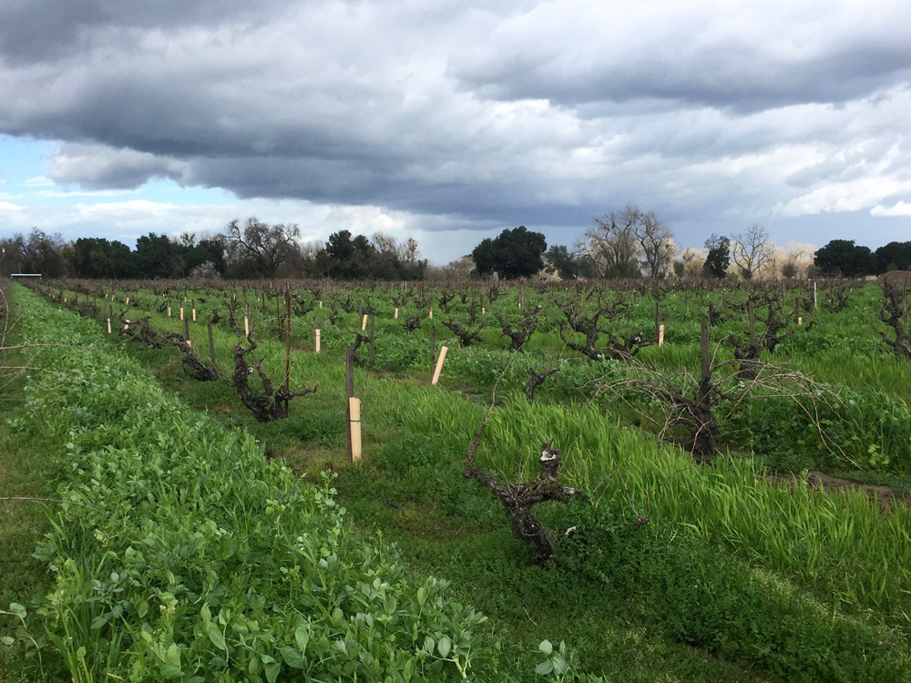 Cover crops growing between the vines at Bedrock Vineyard