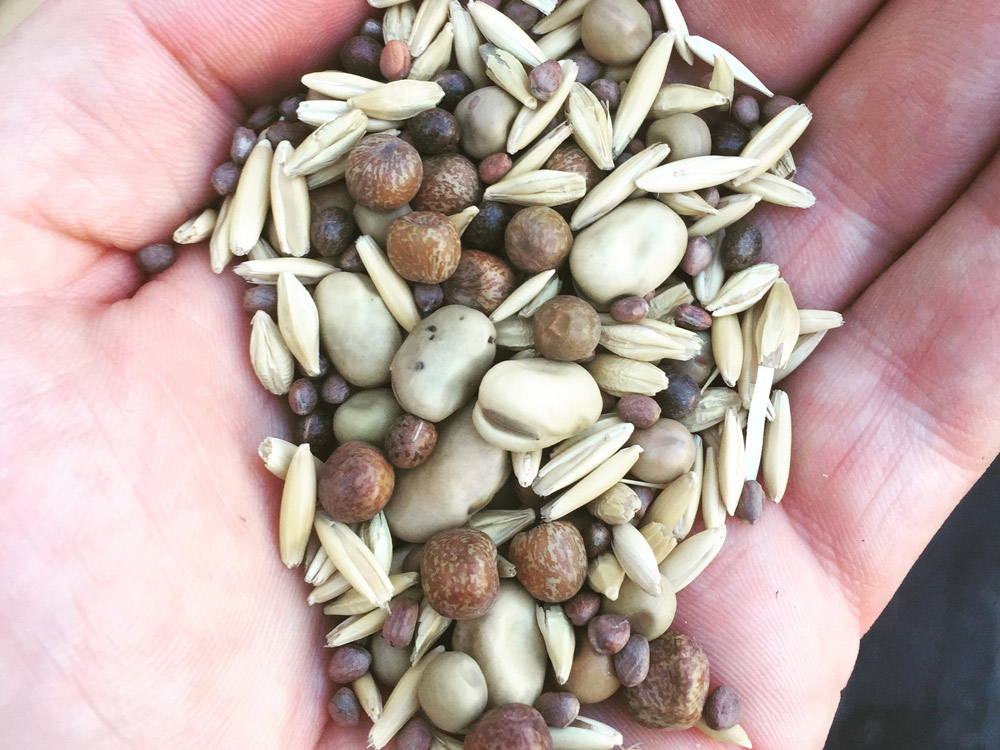 Cover crop seeds