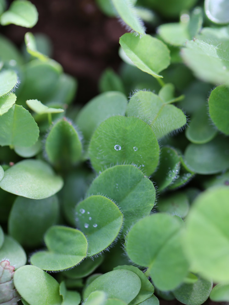 Clover cover crop