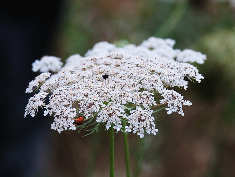Wild carrot cover crop