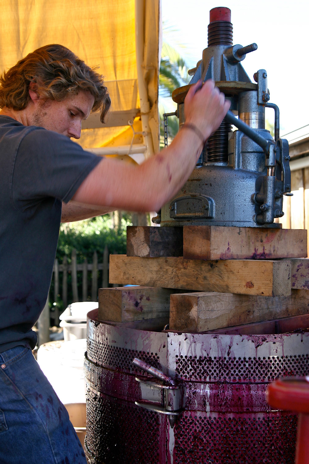 Young Morgan Twain-Peterson pressing wine