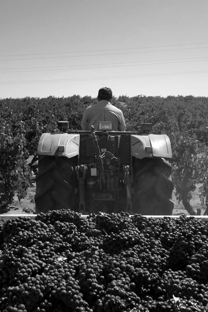 Vineyard worker driving tractor with freshly harvested red grapes