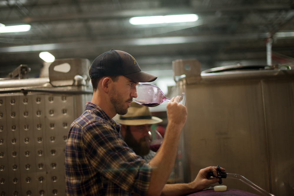 Associate Winemaker Cody Rasmussen tasting barrel samples at the Bedrock winery