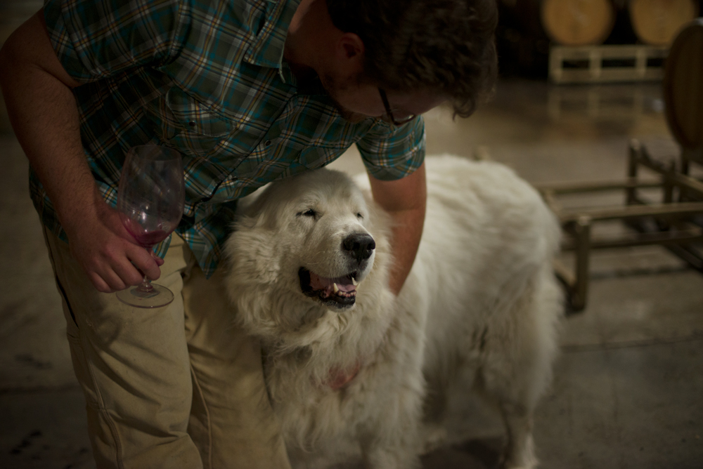Morgan’s late Great Pyrenees, Caritas