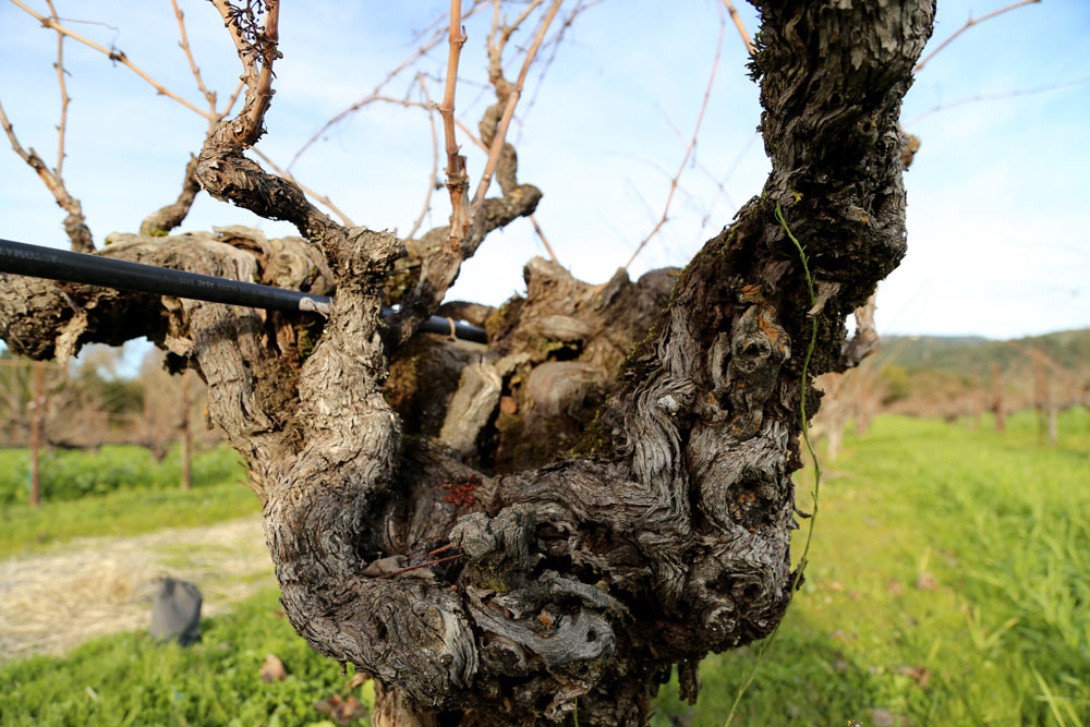 An old vine planted in the 1880s at Bedrock Vineyard