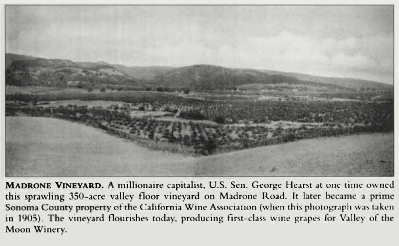 A newspaper clip with a photo of Bedrock Vineyard before it was called Bedrock Vineyard taken in 1905. The caption reads, “A millionaire capitalist, U.S. Sen. George Hearst at one time owned this sprawling 350-acre valley floor vineyard on Madrone Road. It later became a prime Sonoma County property of the California Wine Association (where this photograph was taken in 1905). The vineyard flourishes today, producing first-class wine grapes for Valley of the Moon Winery.”
