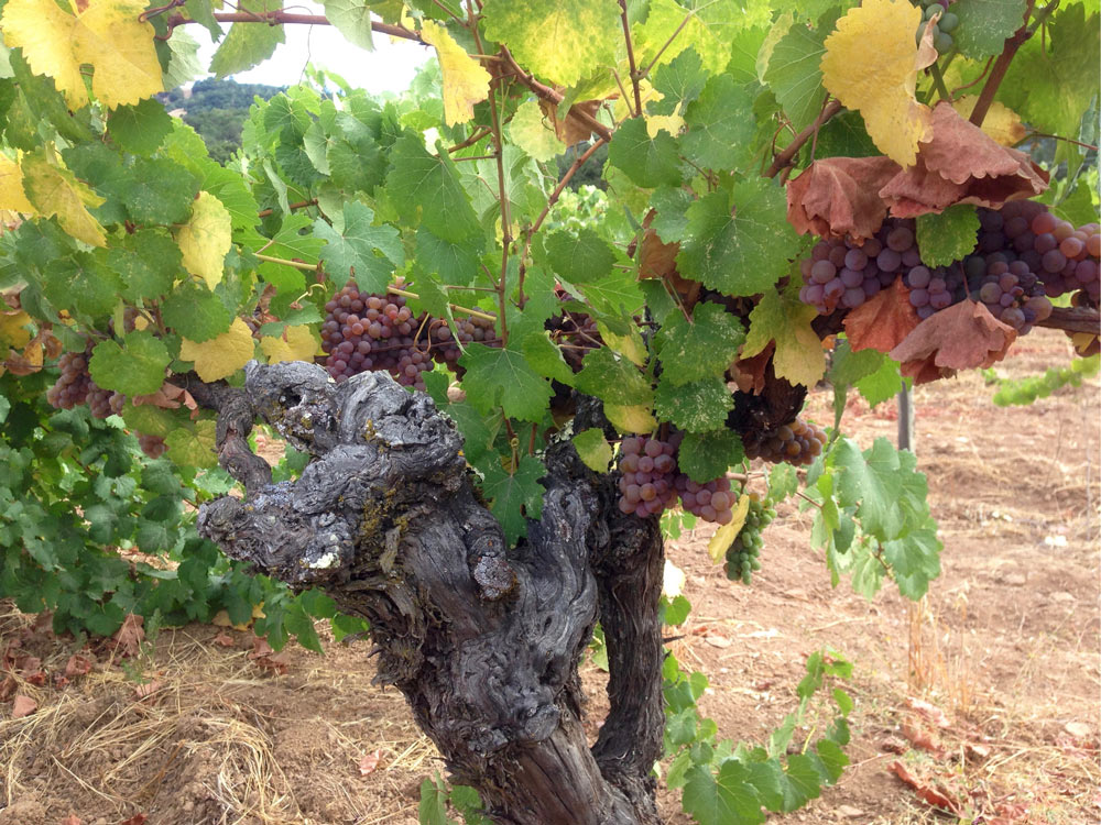 An old head-trained vine at Compagni Portis