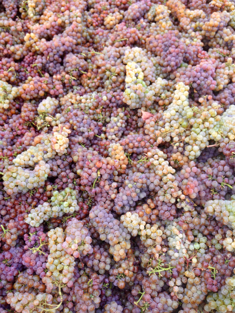 The colorful grapes from Compagni Portis