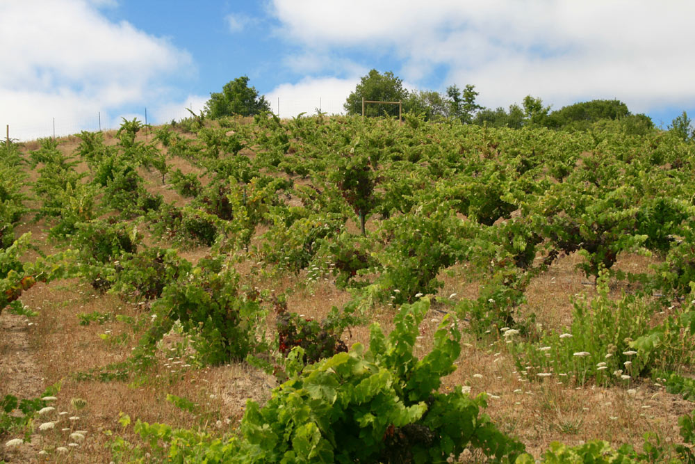Old head-trained vines at Dolinsek Vineyard