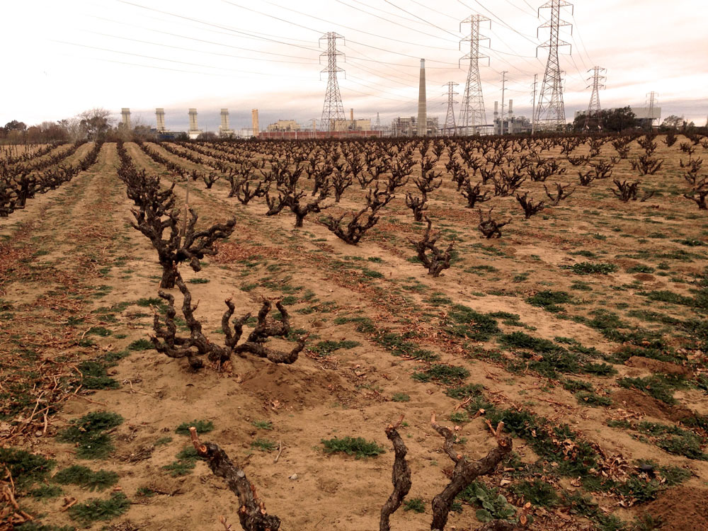 Evangelho Vineyard with view of the PG&E powerlines 