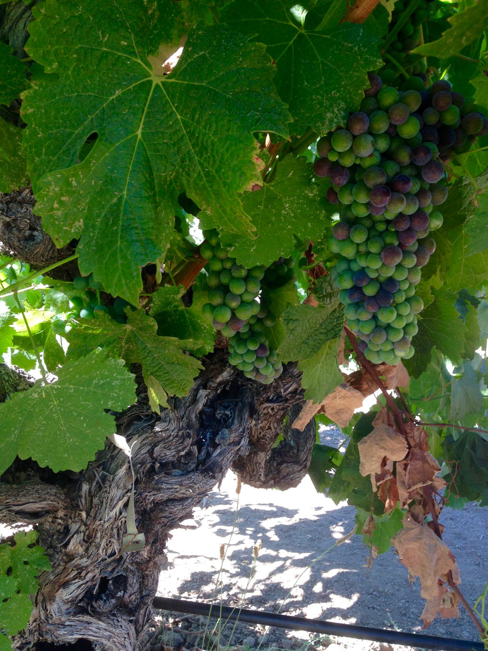 Grapes going through veraison on a head-trained vine at Gibson Ranch