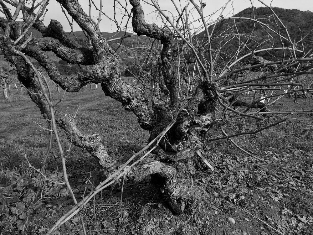 An old head-trained vine just before pruning at Gibson Ranch