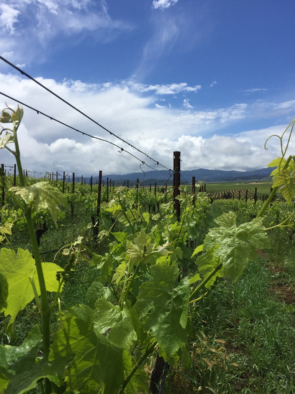 Vine rows at Griffin’s Lair Vineyard