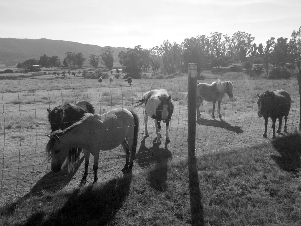 The delightful ponies at Griffin’s Lair