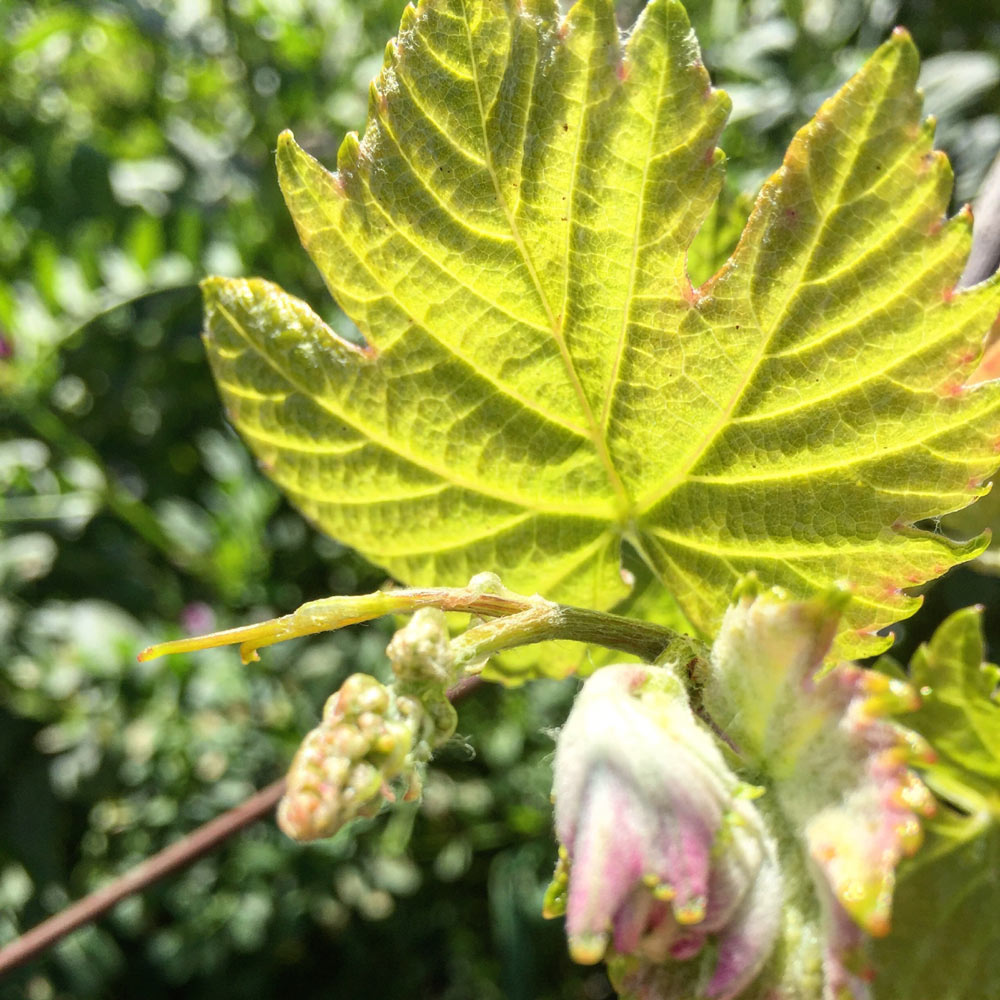 Close-up photo of grape leaves at Hudson Vineyards