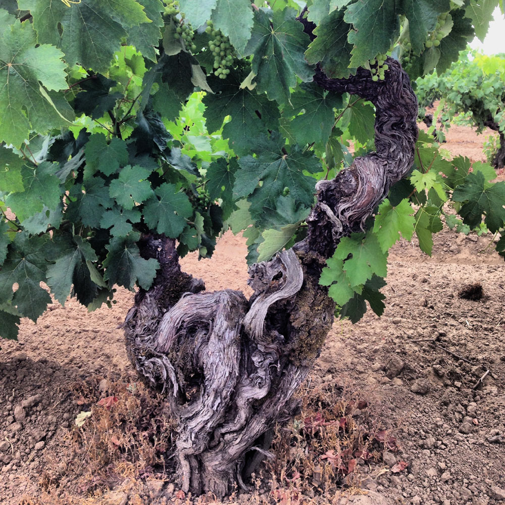 An old head-trained vine at Limerick Lane Vineyard
