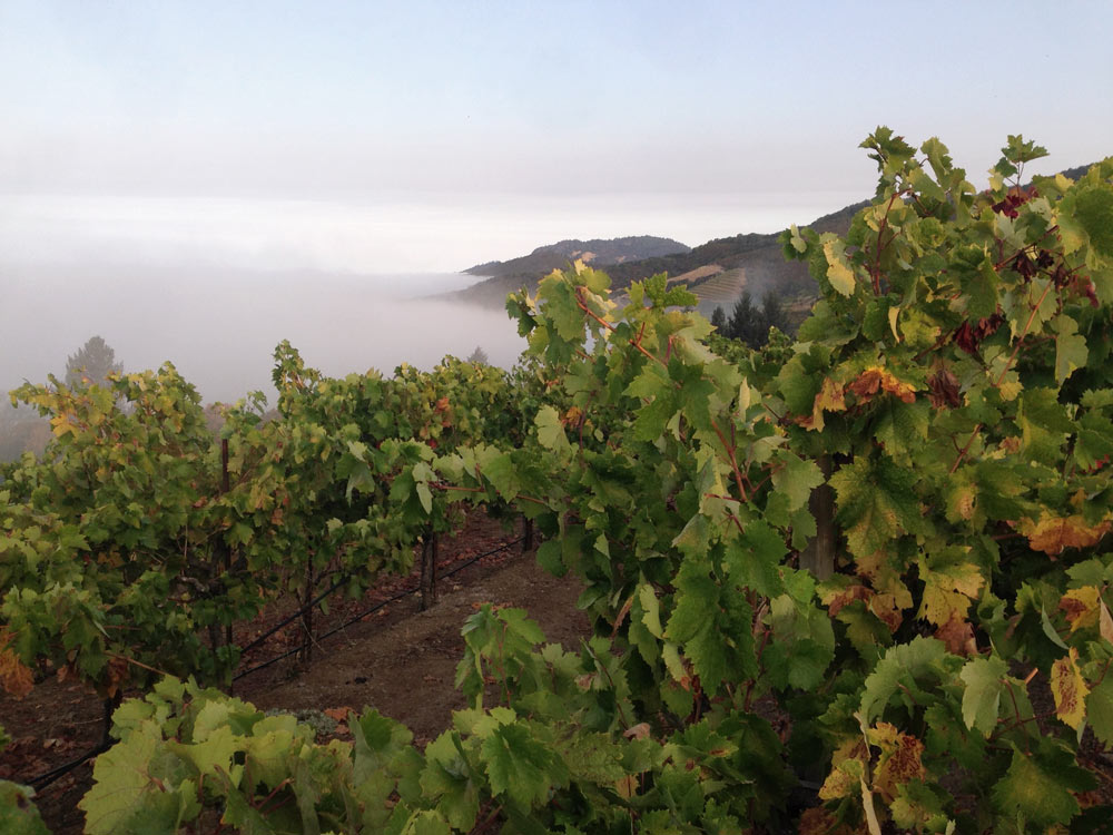 The vine rows of Monte Rosso Vineyard partially covered in fog