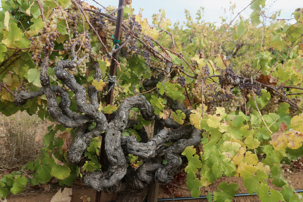A gnarly Semillion vine at Monte Rosso Vineyard planted in the 1880s