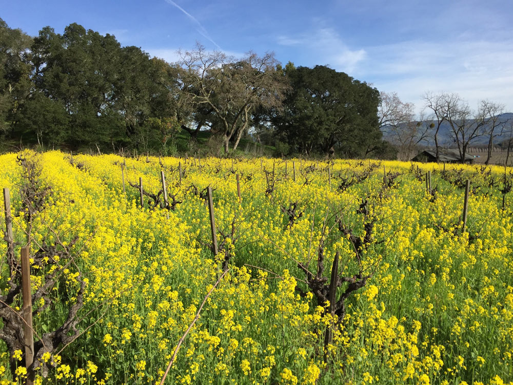 Mustard cover crop between the rows of Oakville Farmhouse Vineyard