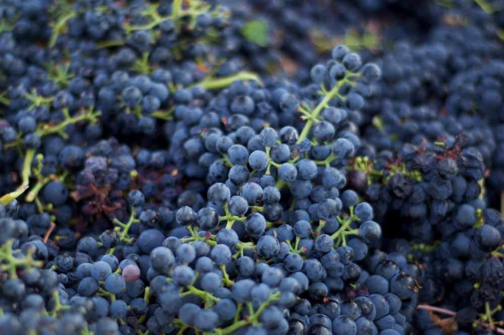 Grape clusters from Pagani Ranch