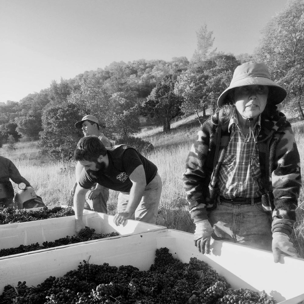 The picking crew at Pagani Ranch, including Norma Amantite