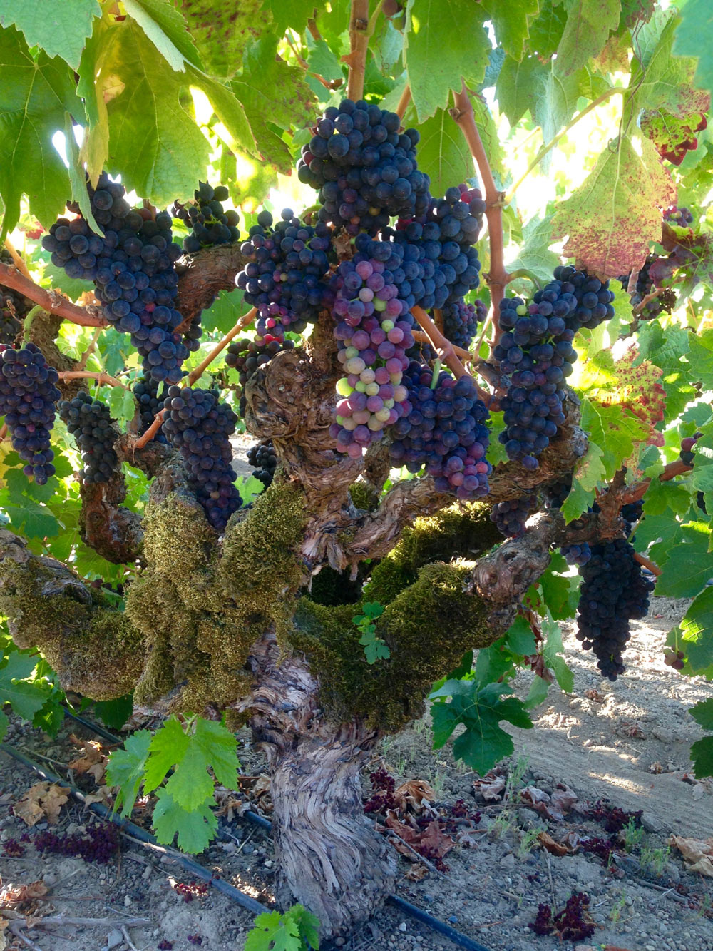 An old vine at Papera Ranch