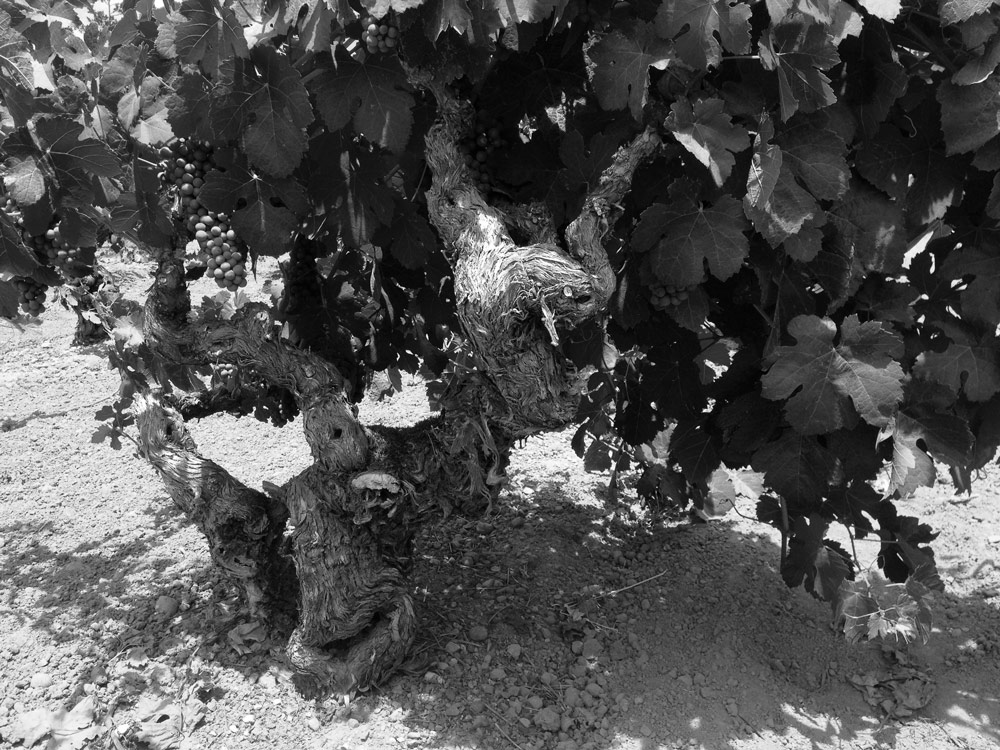An old vine at Sodini Ranch
