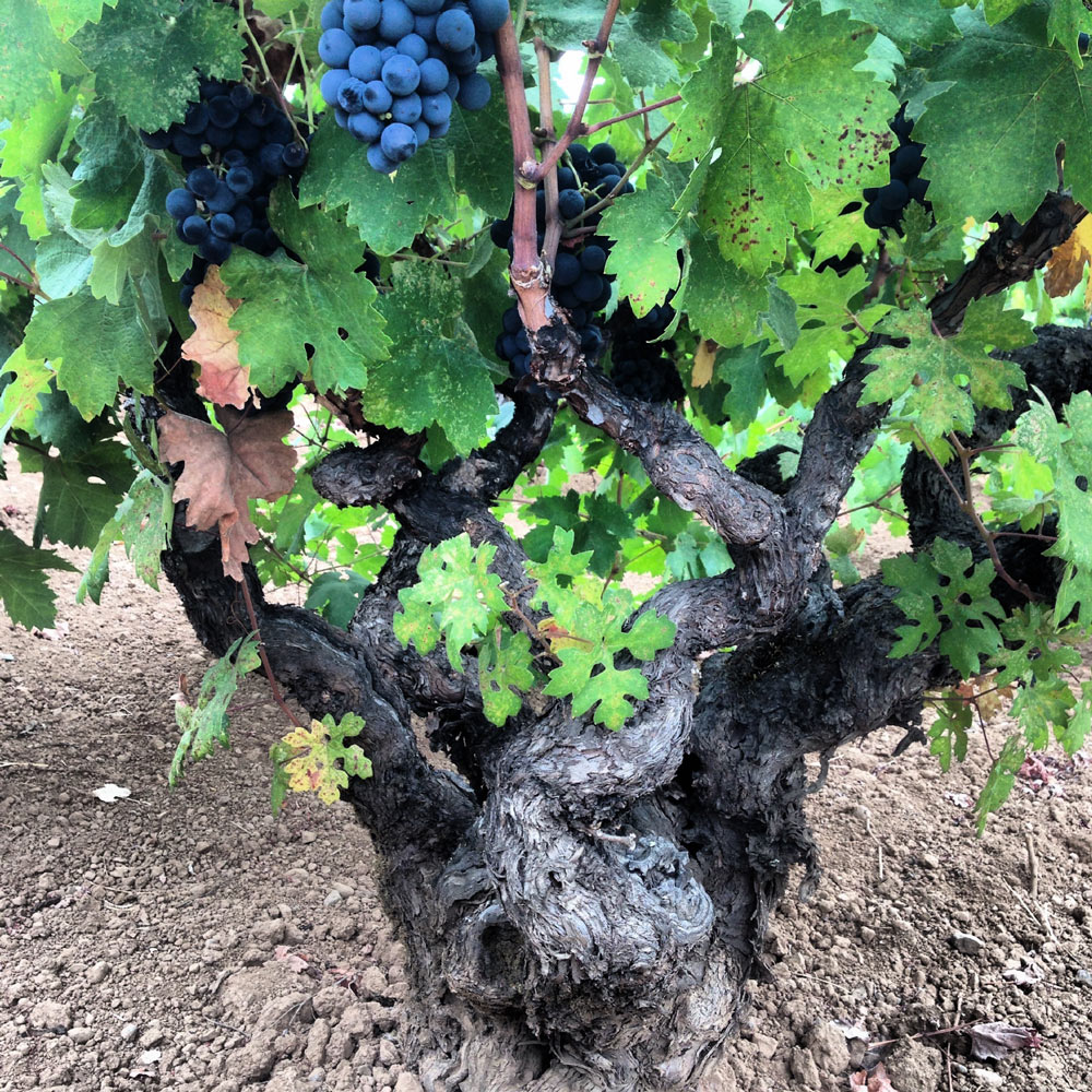 Head-trained vine at Teldeschi Ranch