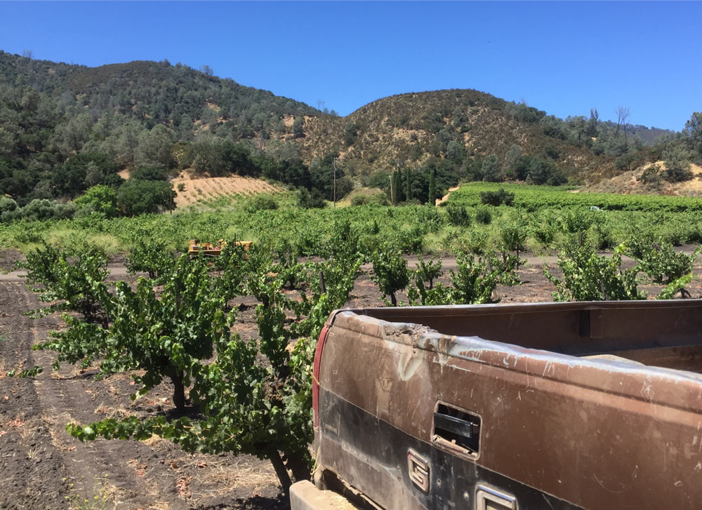 Wirz Vineyard