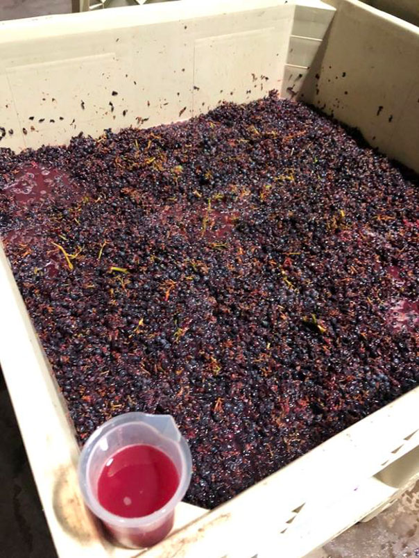 Grapes Fermenting