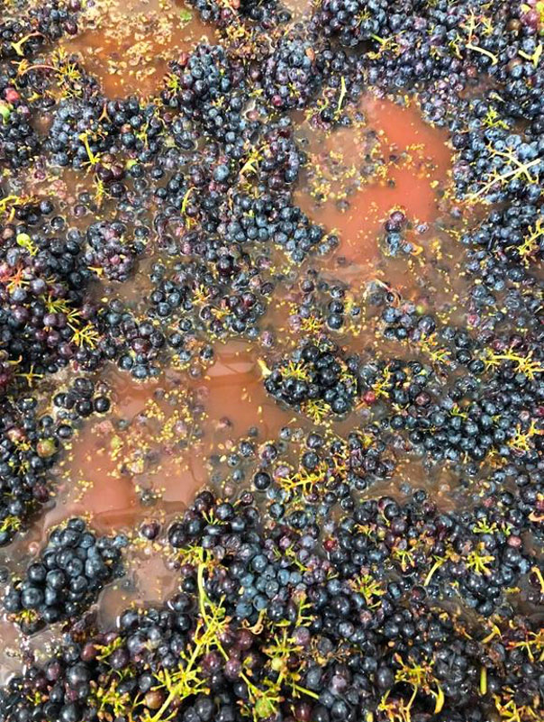 Wine